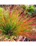 Festuca glauca ‘Blue red’